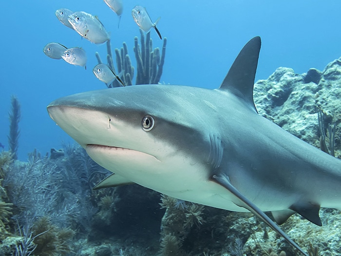 soñar con tiburones