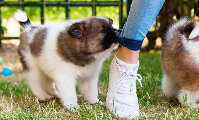 soñar que te muerde un perro