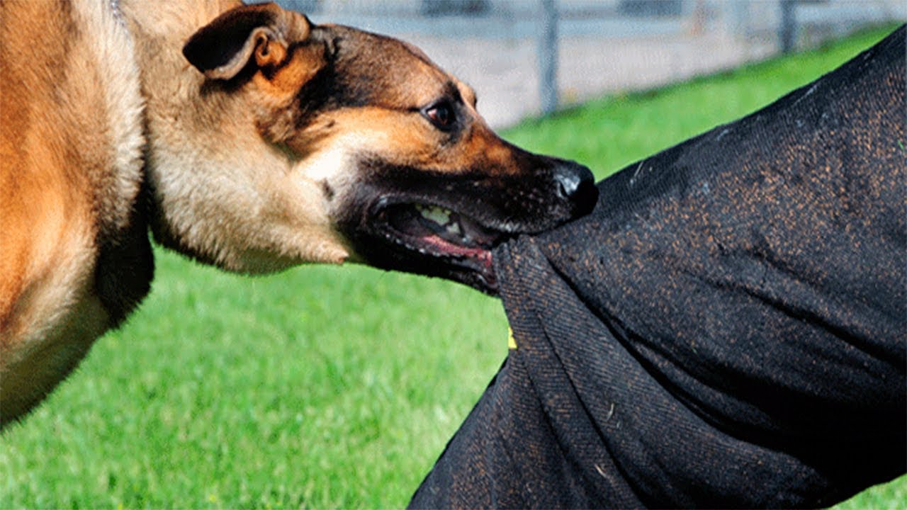 ¿QUÉ SIGNIFICA? SOÑAR QUE TE MUERDE UN PERRO