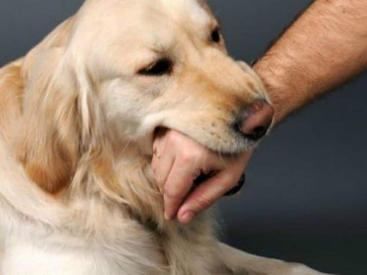 soñar que te muerde un perro